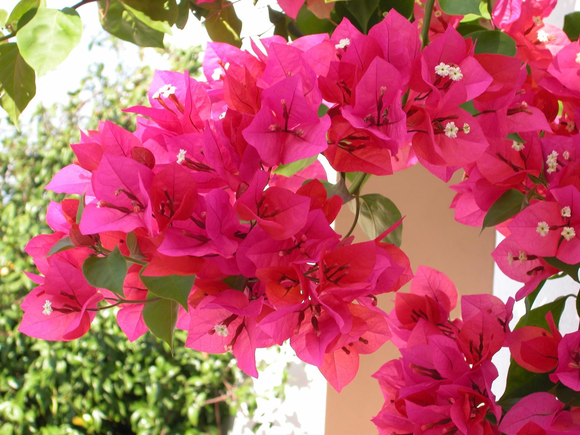 Masseria Mazzetta Salento Corte Del Falconiere 3* Salice Salentino